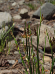 Juncus drummondii