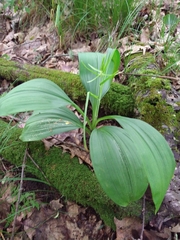 Veratrum parviflorum