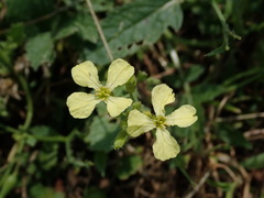 Raphanus raphanistrum