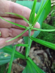 Veratrum parviflorum