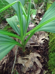 Veratrum parviflorum