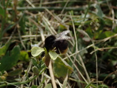 Bombus