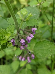 Ballota nigra