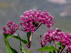 Asclepias incarnata incarnata