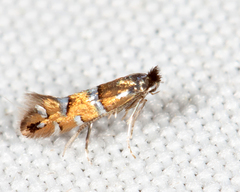 Phyllonorycter diversella