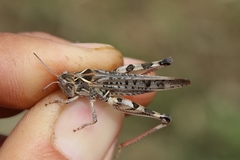 Dociostaurus maroccanus