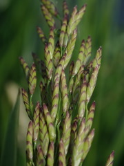 Glyceria maxima