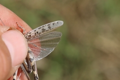 Dociostaurus maroccanus