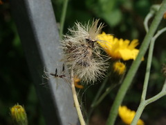 Hieracium