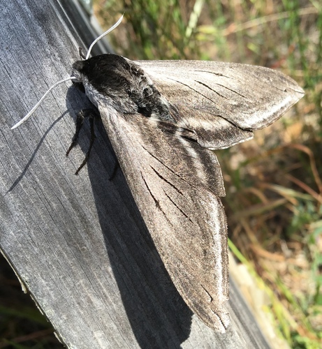 iNaturalist observation photo of Elegant Sphinx