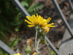 Hieracium