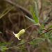 Billardiera mutabilis - Photo (c) Tony Rodd,  זכויות יוצרים חלקיות (CC BY-NC-SA)