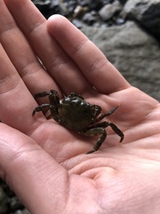 Hemigrapsus sanguineus