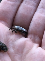 Hemigrapsus sanguineus