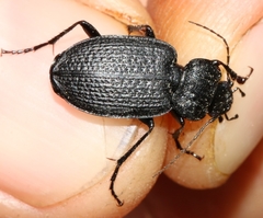 Licinus