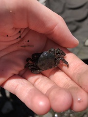 Hemigrapsus sanguineus