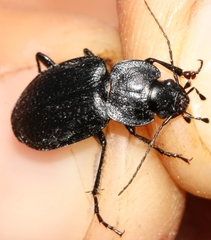 Licinus