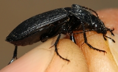 Licinus
