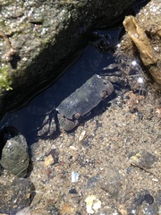 Hemigrapsus sanguineus