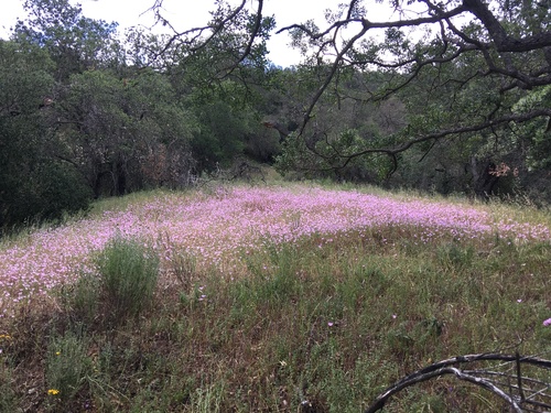 iNaturalist observation photo of Dicots