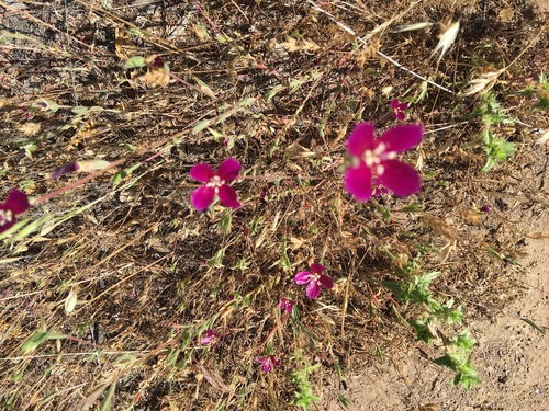 iNaturalist observation photo of Winecup Clarkia