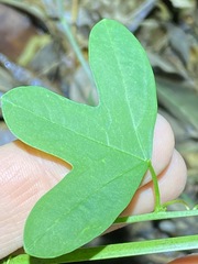 Passiflora aurantia samoensis