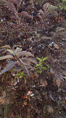 Impatiens