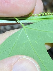 Passiflora aurantia samoensis