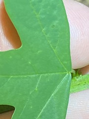 Passiflora aurantia samoensis