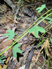 Passiflora aurantia samoensis