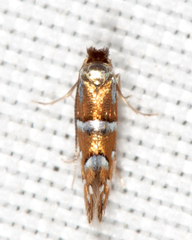 Phyllonorycter diversella