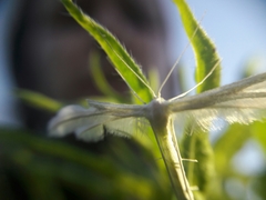 Pterophorus pentadactyla