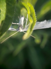 Pterophorus pentadactyla