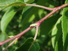 Malus hupehensis