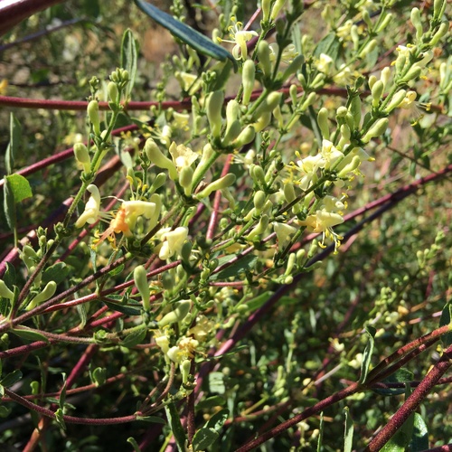 iNaturalist observation photo of Southern Honeysuckle