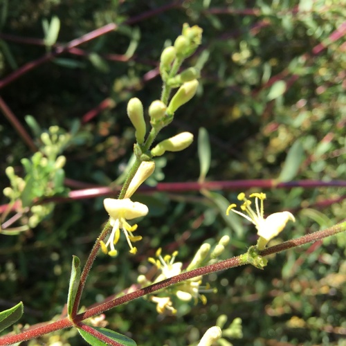 iNaturalist observation photo of Southern Honeysuckle