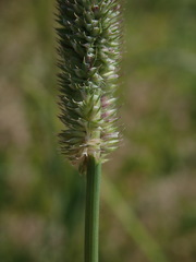 Phleum pratense