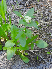 Valeriana occidentalis