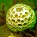 Tetillidae - Photo (c) WoRMS for SMEBD, μερικά δικαιώματα διατηρούνται (CC BY-NC-SA)