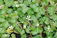 Ranunculus omiophyllus