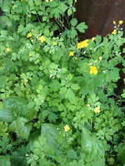 Chelidonium asiaticum