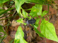 Mygdonia tuberculosa