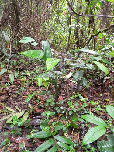 Dracaena aubryana image