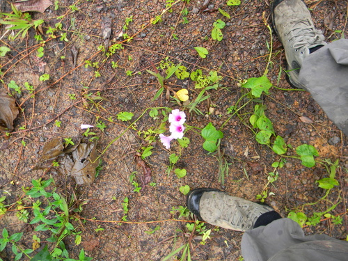 Forest Morning Glory