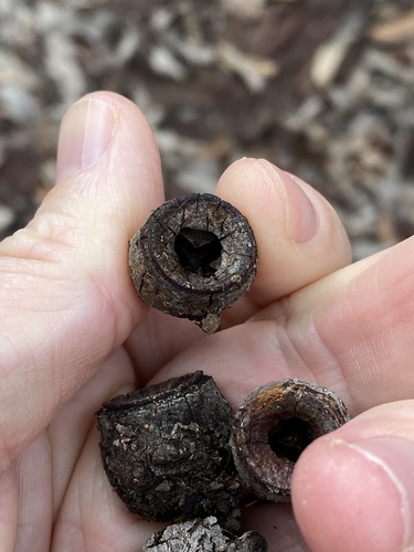 Image of Corymbia henryi by (c) Greg Tasney, some rights reserved (CC BY-SA)