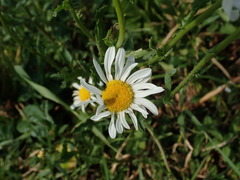 Leucanthemum vulgare
