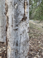 Corymbia henryi