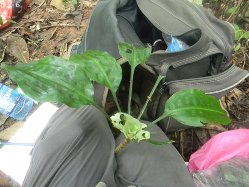 Dracaena glomerata