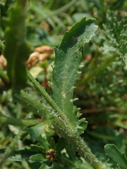 Leucanthemum vulgare