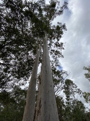 Corymbia henryi
